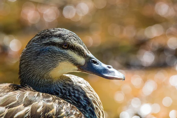 Yakın çekim yeşilbaş ördek — Stok fotoğraf