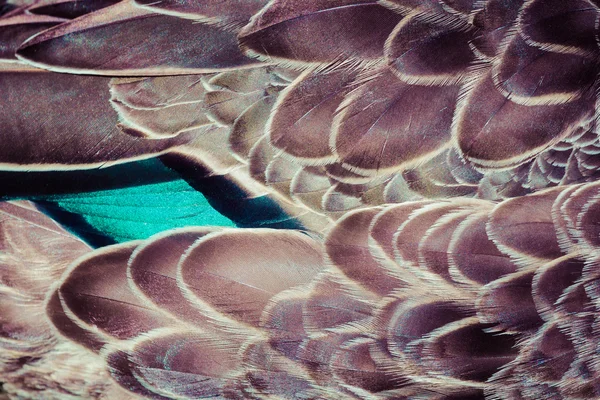 Mallard (Anas platyrhynchos) penas de pato textura de fundo — Fotografia de Stock