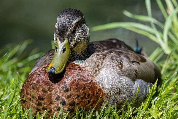 Male mallard duck (Anas platyrhynchos) — Stock Image Male mallard duck (Anas platyrhynchos) Stock Photo