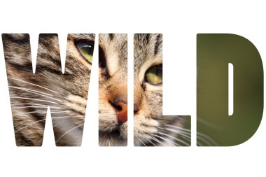Word vahşi kedi portre yakın çekim