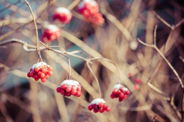 Kış karla kaplı kırmızı meyveler