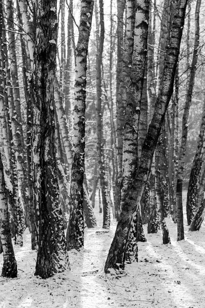 Kmeny bříza stromů v černé a bílé — Stock fotografie