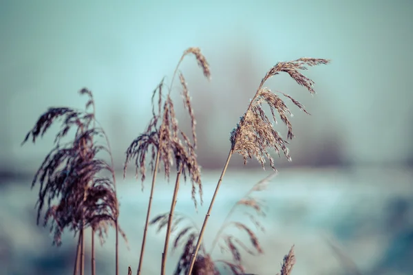 Paisaje invernal en Polonia — Foto de Stock