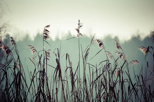 Winter tijd landschap in Polen — Stockfoto