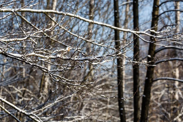 Paesaggio invernale in Polonia — Foto Stock