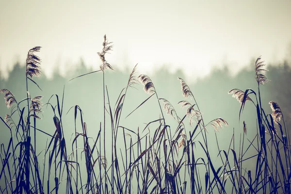 Winter time landscape in Poland — Stock Photo, Image