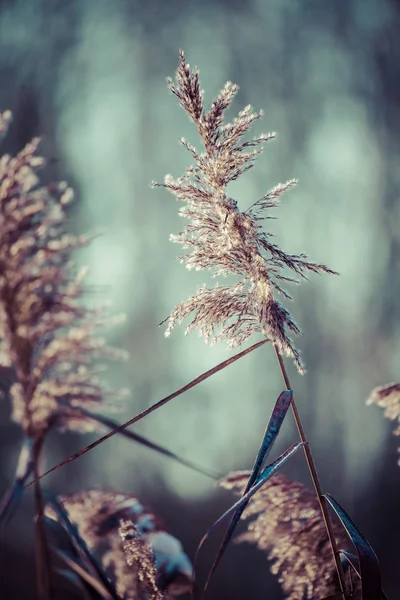 ポーランドの冬時間の風景 — ストック写真