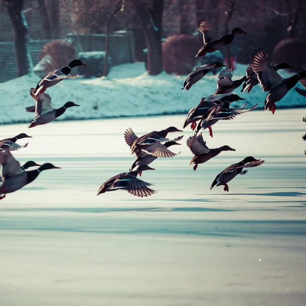 Tőkés kacsa repül a téli idő. — Stock Fotó