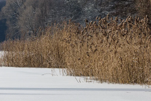 ポーランドの冬時間の風景 — ストック写真