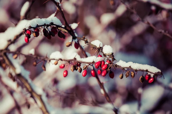 冬天白雪覆盖的都是红色的浆果 — 图库照片