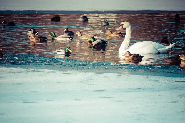 Knobbelzwaan in de winter van de natuurlijke omgeving. — Stockfoto