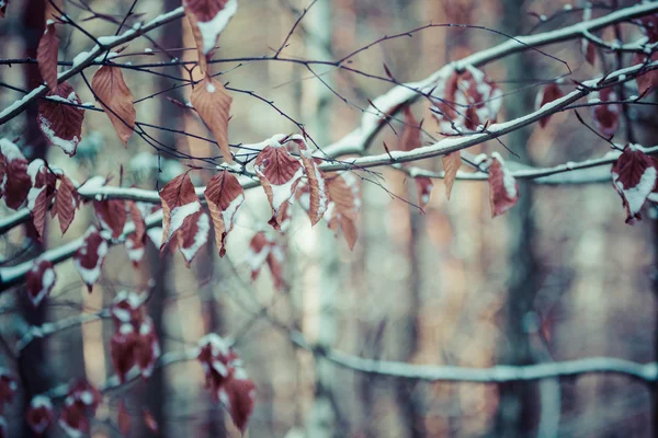 Bacche rosse coperte di neve in inverno — Foto Stock