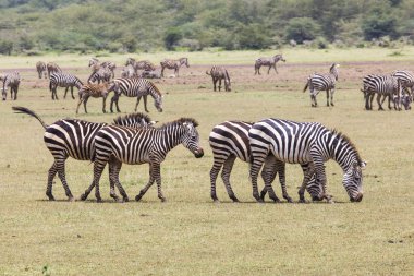 Zebra çimen, Masai Mara, Kenya