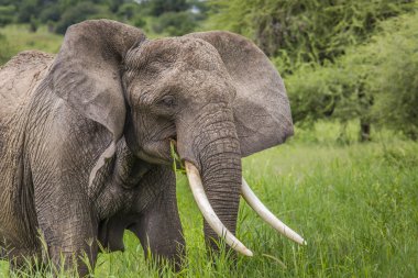 Büyük Afrika fili boğa Tarangire Milli Parkı'nda, Tanza