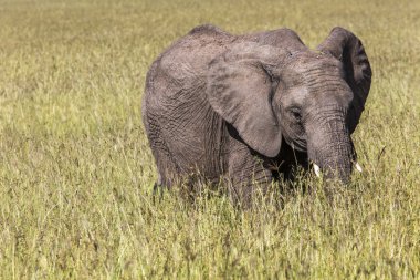 Kenya'daki Masai Mara Ulusal rezerv, vahşi fil.