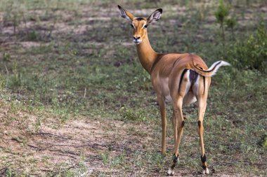Genç kadın Impala Karaca, Tarangire Milli Parkı, Tanzanya