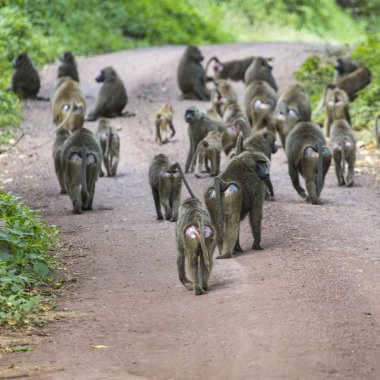 Group of Baboon monkeys in African bush. Lake Manyara National P clipart