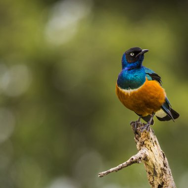 Renkli kuş mükemmel Starling bir şube parlak mavi üzerinde oturur