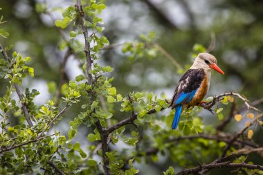 Woodland kingfisher in Lake Manyara national park, Tanzania clipart