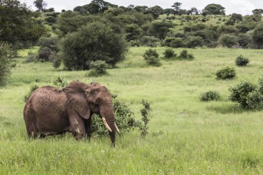 Büyük Afrika fili boğa Tarangire Milli Parkı'nda, Tanza