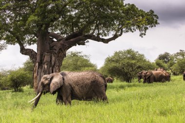 African elephants walking in savannah in the Tarangire National  clipart