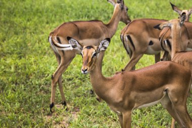 Kadın Impala antilop Kenya'daki Masai Mara Ulusal rezerv,.