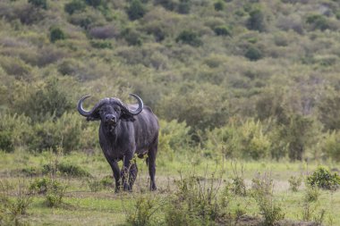 Çimenlerin üzerinde Afrika manda (Syncerus caffer). Fotoğraf ta yapıldı