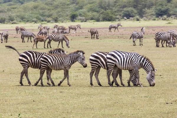 Zebra na grama, Masai Mara, Quênia — Fotografia de Stock