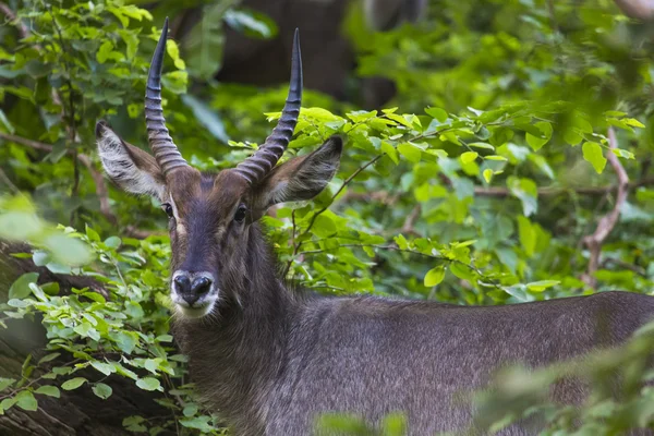 Impala e gazzelle nel parco — Foto Stock