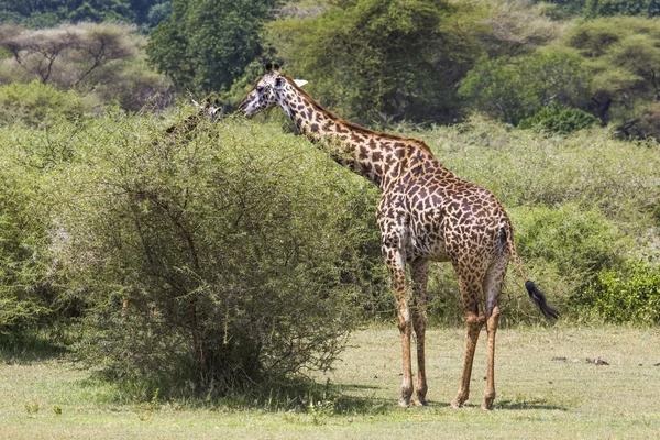 Jirafa en safari salvaje, Kenia . — Foto de Stock