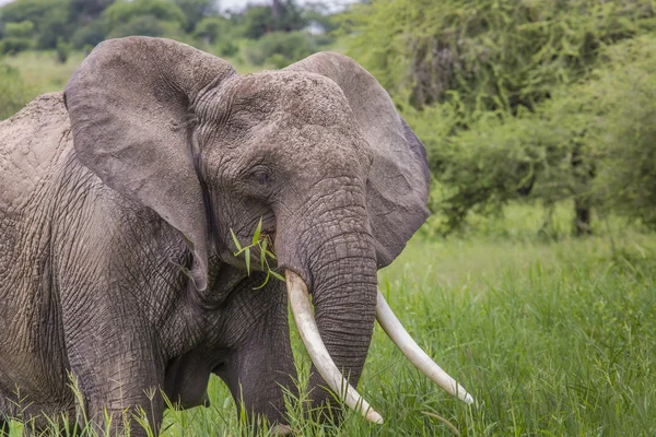 Huge African elephant bull in the Tarangire National Park, Tanza — Stock Photo, Image