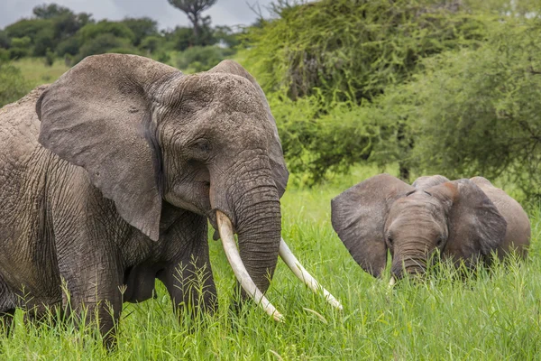 Anne ve bebek Afrika filleri Savannah Tar içinde yürüyüş — Stok fotoğraf