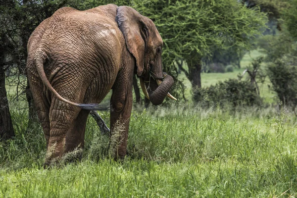 Büyük Afrika fili boğa Tarangire Milli Parkı'nda, Tanza — Stok fotoğraf