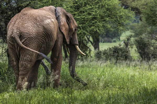 Büyük Afrika fili boğa Tarangire Milli Parkı'nda, Tanza — Stok fotoğraf
