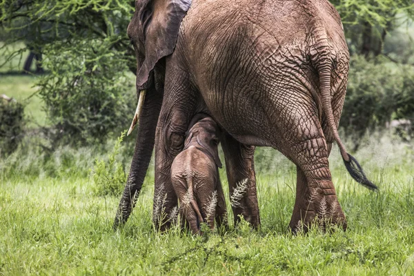 Anne ve bebek Afrika filleri Savannah Tar içinde yürüyüş — Stok fotoğraf