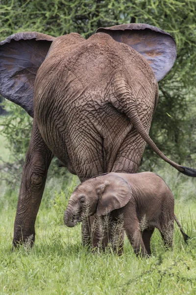 Moeder en baby Afrikaanse olifanten lopen in savanne in de Tar — Stockfoto