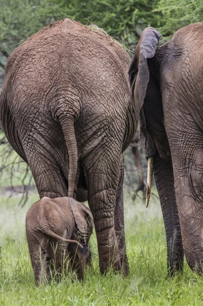Mother and baby african elephants walking in savannah in the Tar — Stock Photo, Image