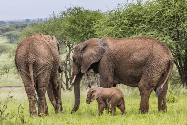 Anne ve bebek Afrika filleri Savannah Tar içinde yürüyüş — Stok fotoğraf