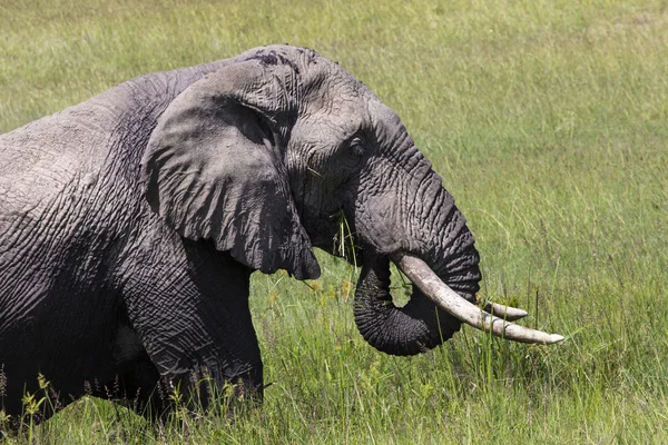 Enorma afrikansk elefant tjur i Tarangire National Park, Tanza — Stockfoto