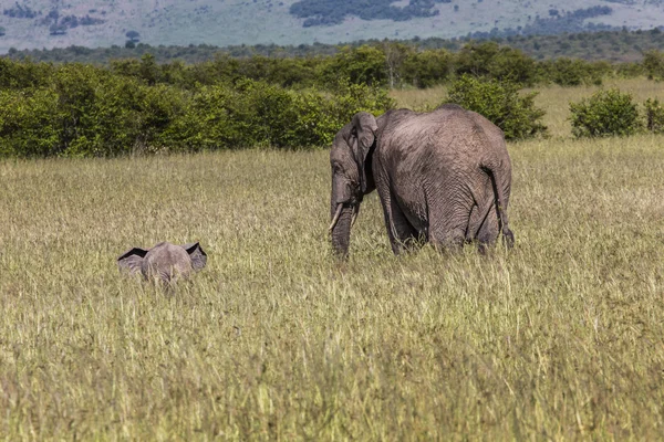 Wild elephant in Maasai Mara National Reserve, Kenya. — Stock Photo, Image