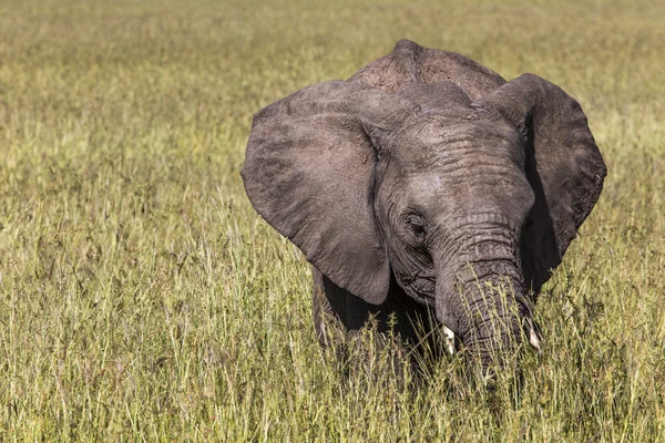Vild elefant i Maasai Mara National Reserve i Kenya. — Stockfoto