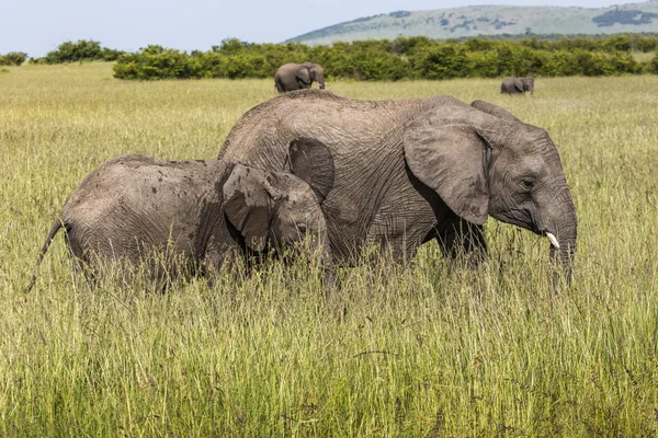 Wild elephant in Maasai Mara National Reserve, Kenya. — Stock Photo, Image