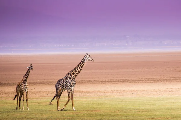 Manyara Gölü Ulusal Parkı, Tanzanya Zürafalar — Stok fotoğraf