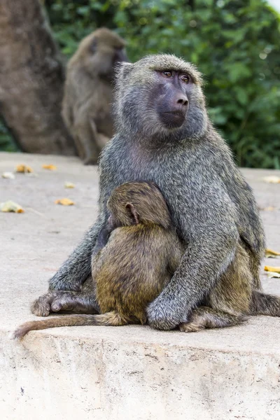 Moeder en baby baviaan — Stockfoto