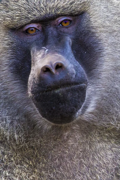 Vista frontal do babuíno Anubus no Parque Nacional Tarangire, na Tanzânia — Fotografia de Stock