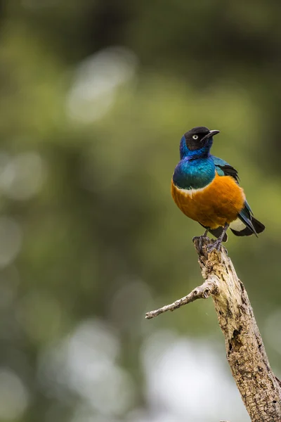 Colourful bird Superb Starling sits on a branch on a bright blue — Stock Photo, Image
