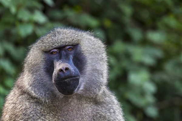 Vista frontal del babuino Anubus en el Parque Nacional Tarangire, Tanzania —  Fotos de Stock