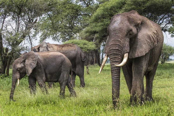 Afrykańskich słoni spaceru w savannah w Narodowy Tarangire — Zdjęcie stockowe