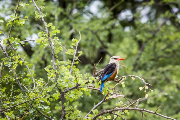 Skogsmark kungsfiskare i lake manyara national park, tanzania — Stockfoto