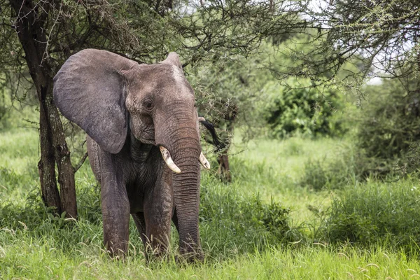 Ogromny słoń afrykański byka w Tarangire Park Narodowy Tanza — Zdjęcie stockowe